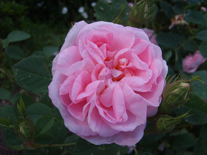 Maidens Blush 5.JPG - MAIDENS BLUSH Okänt ursprung. Före 1754

Mycket omtyckt ros som har utsökta ljusgula blomknoppar som övergår till ljuvligt ljusrosa blommor. En härdig, lättodlad, ibland klättrande buske. Namnet betyder 'jungfrurodnad' på engelska. Storlek: 1.8x1.5m. Zon VI.